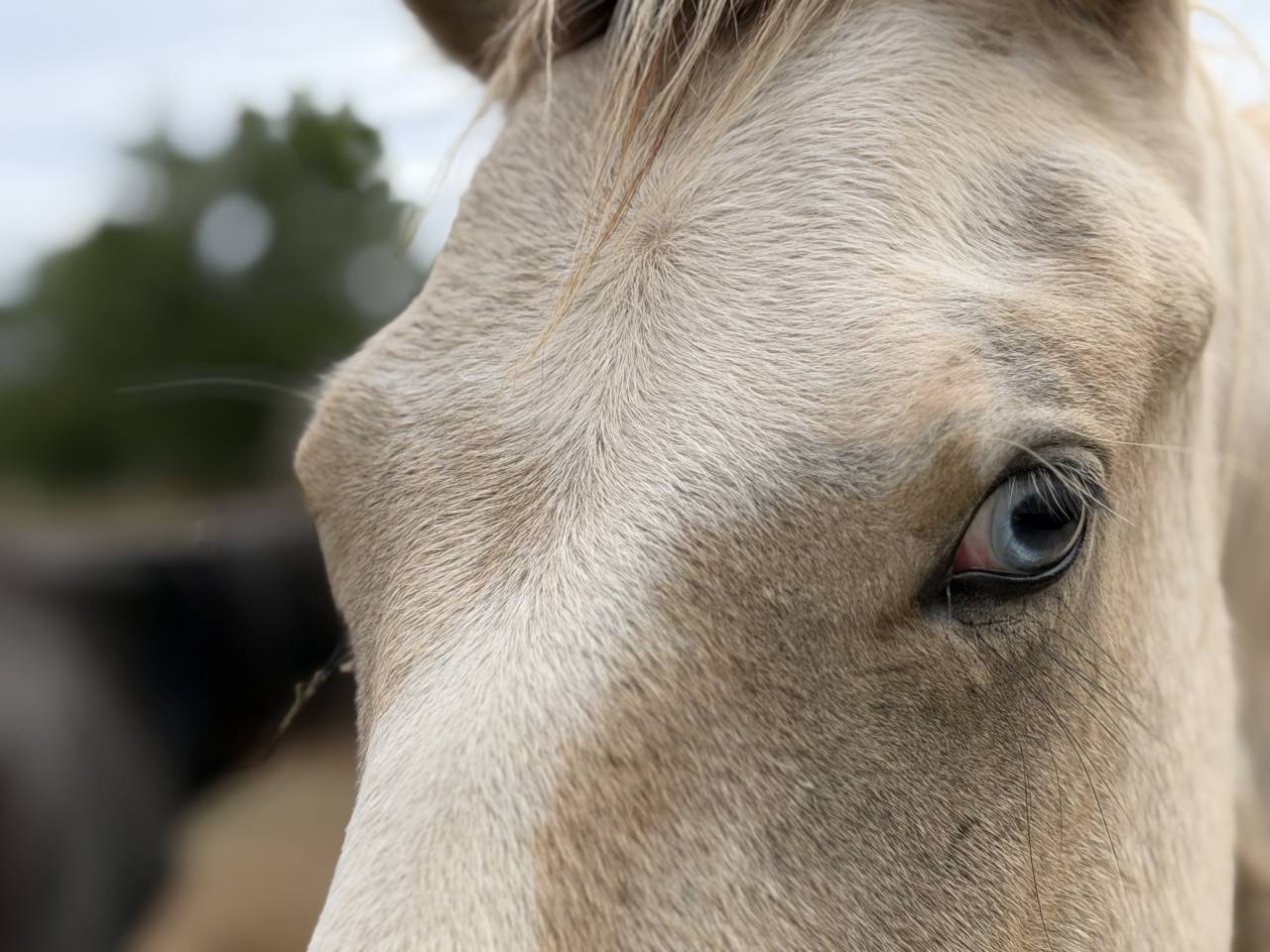 Poney male pie palomino 