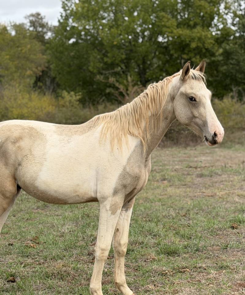 Poney male pie palomino 