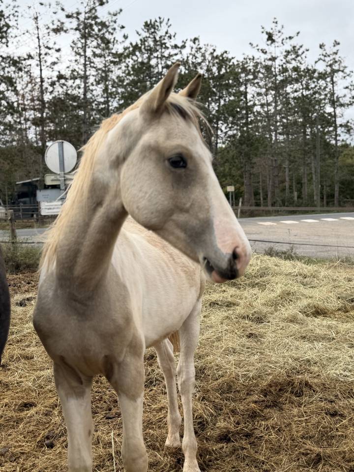 Poney male pie palomino 