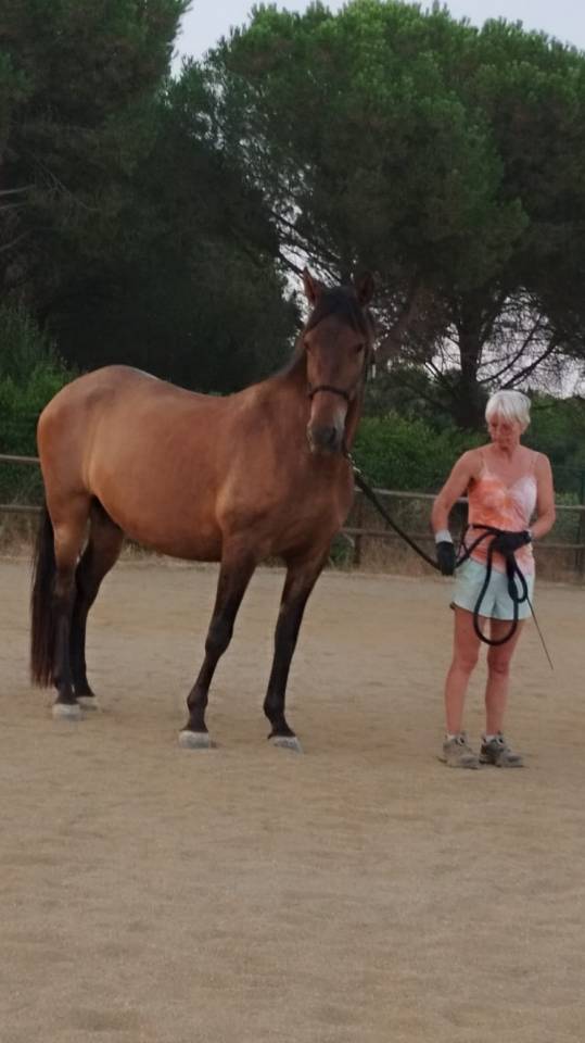 PRE hongre 4 ans 