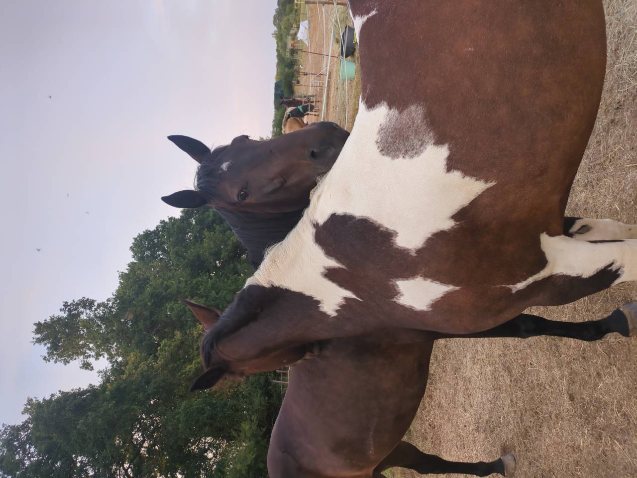 Superbe compagnonne de balade &agrave; vendre
