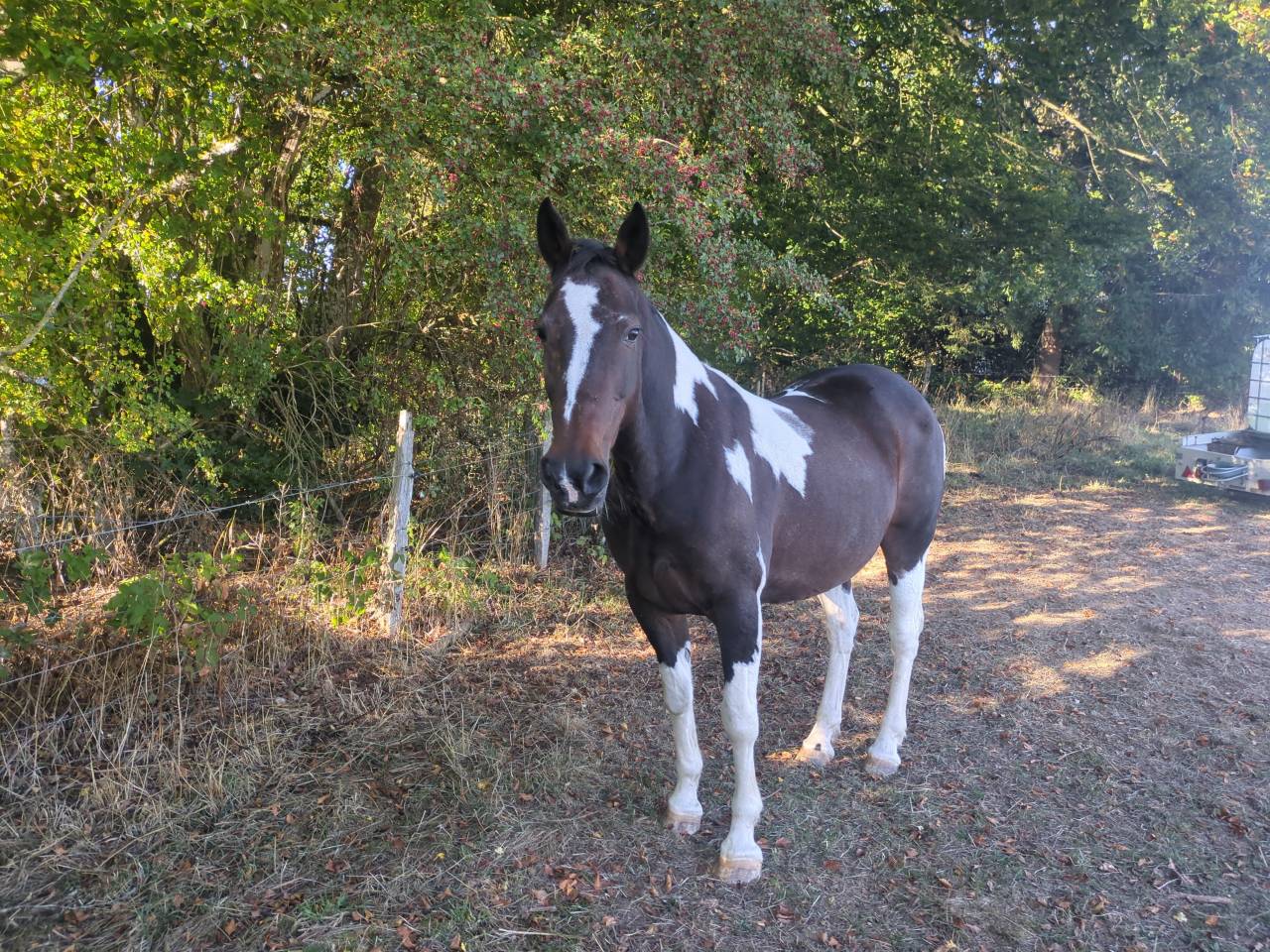 Cheval pour debutant