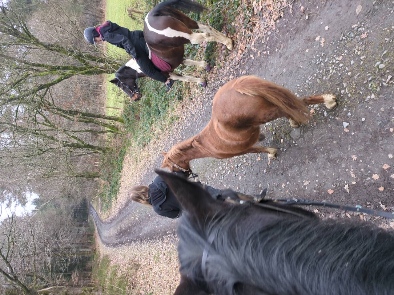 Cheval pour debutant
