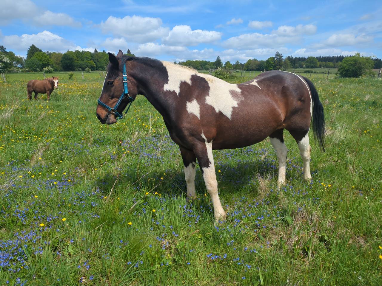 Cheval pour debutant