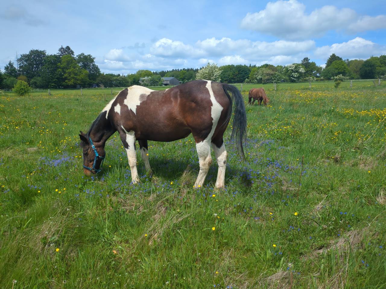 Cheval pour debutant