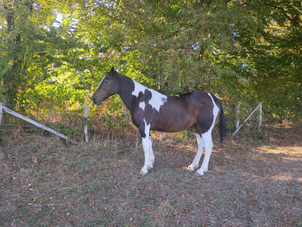 Cheval pour debutant