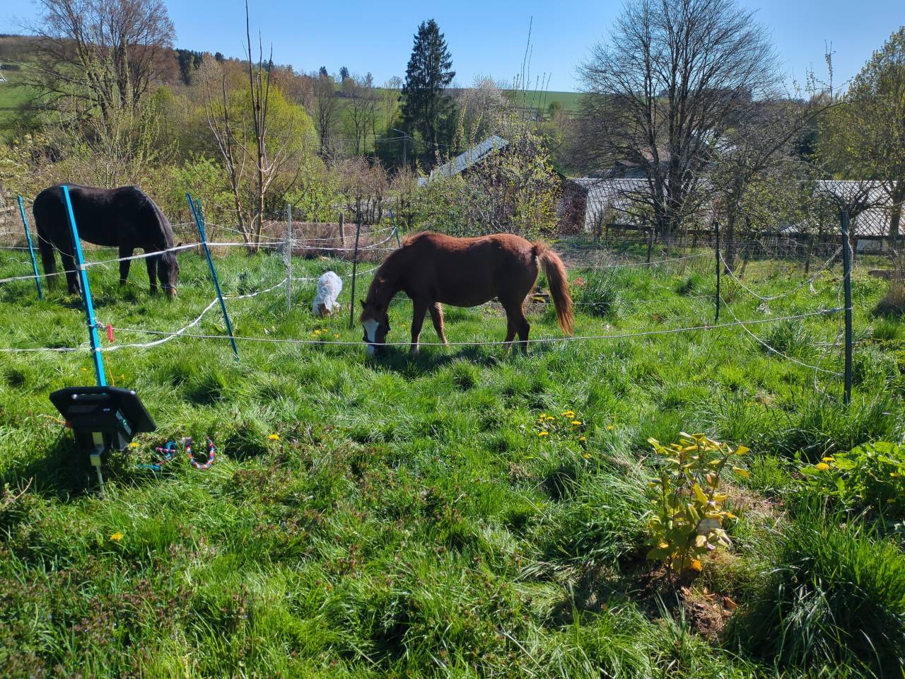 Poney de compagnie 
