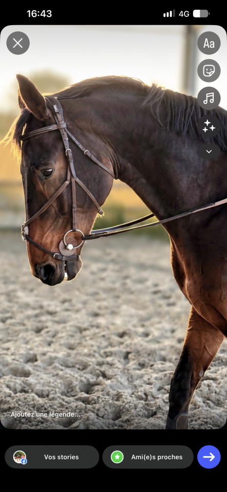 Cheval 8 ans bon moyen 