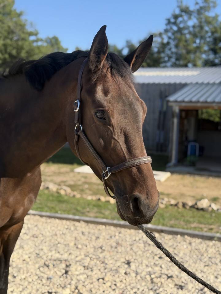 Jument - Oldenbourg - 8 ans - Dressage - France