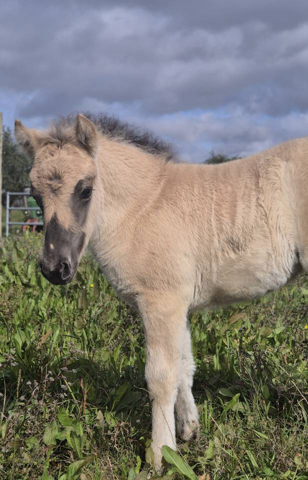 Adorable pouliche type Fjord 