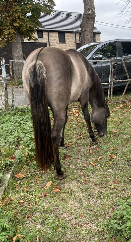 &Eacute;talon quarter horse