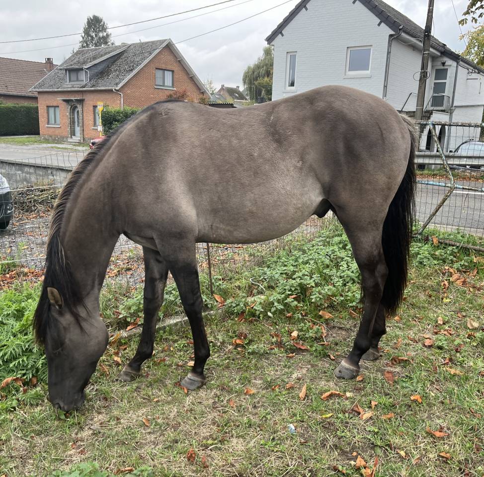 &Eacute;talon quarter horse