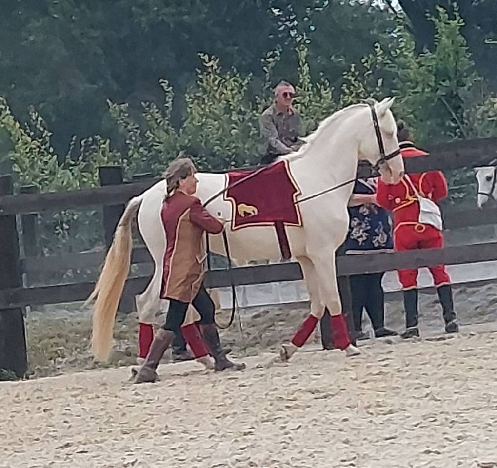 Lusitanien , lusitano a vendre 5 ans