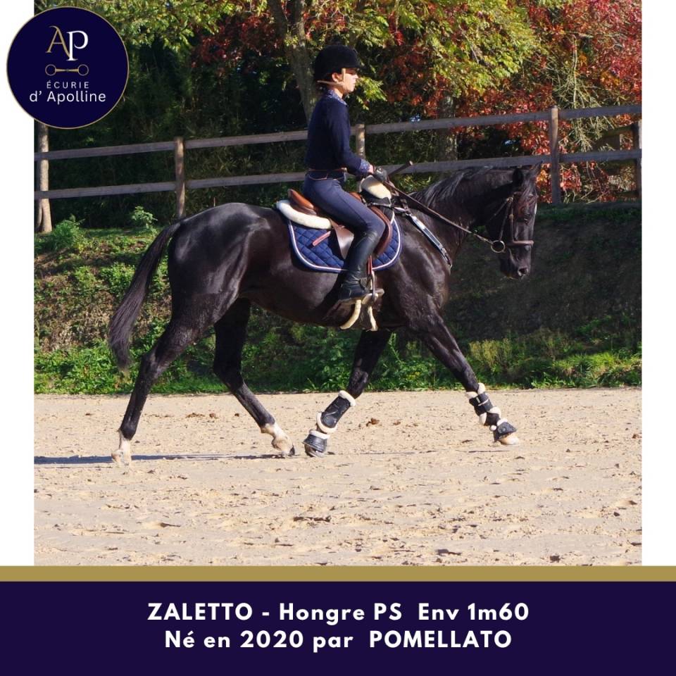 Joli petit cheval noir, sympa au quotidien