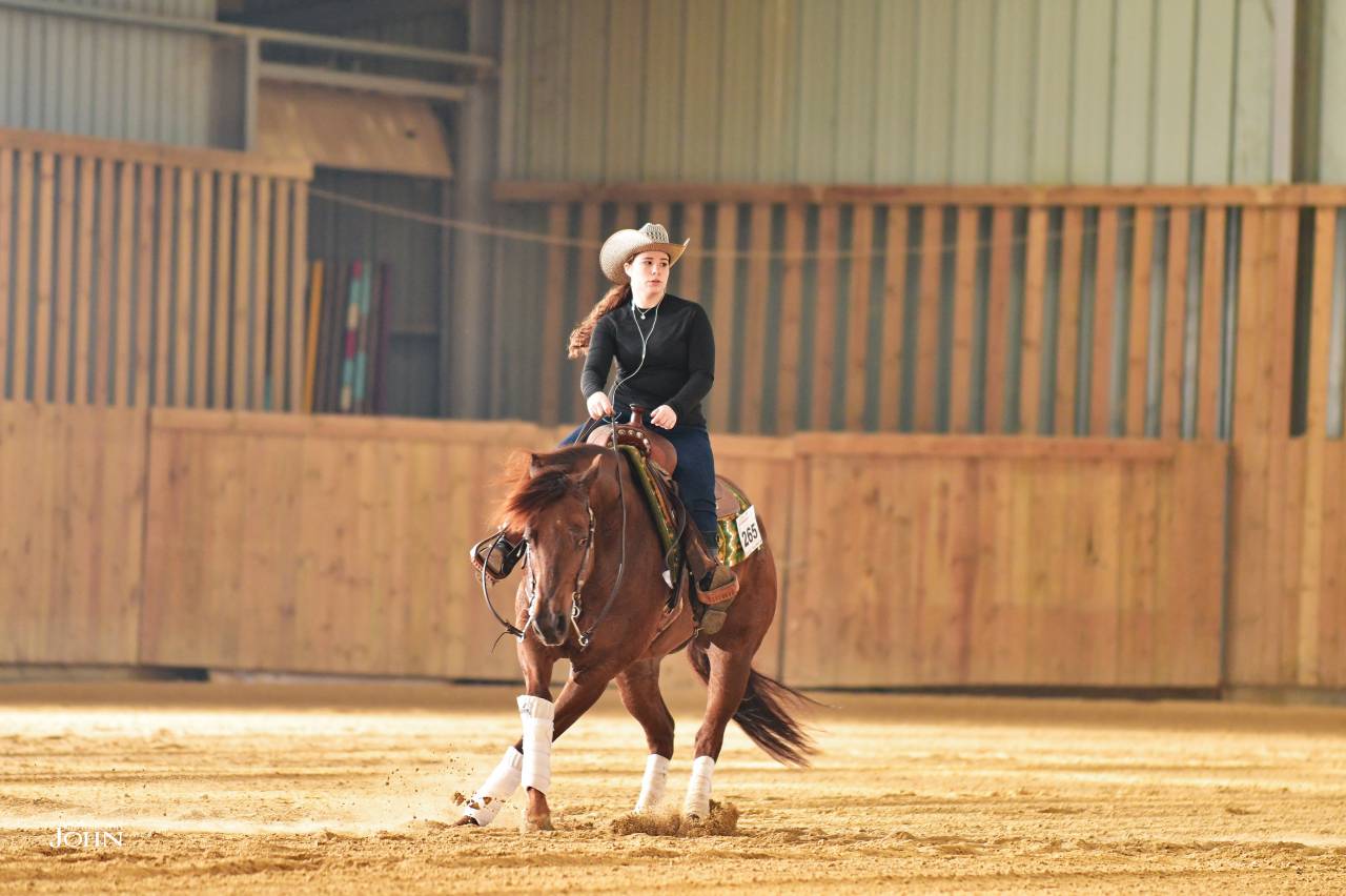 Hongre Quarter Horse PP