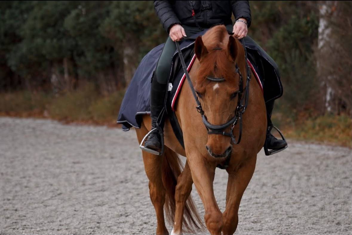 Dizi d&rsquo;harreville -> Hongre de 13 ans &agrave; vendre pour CSO