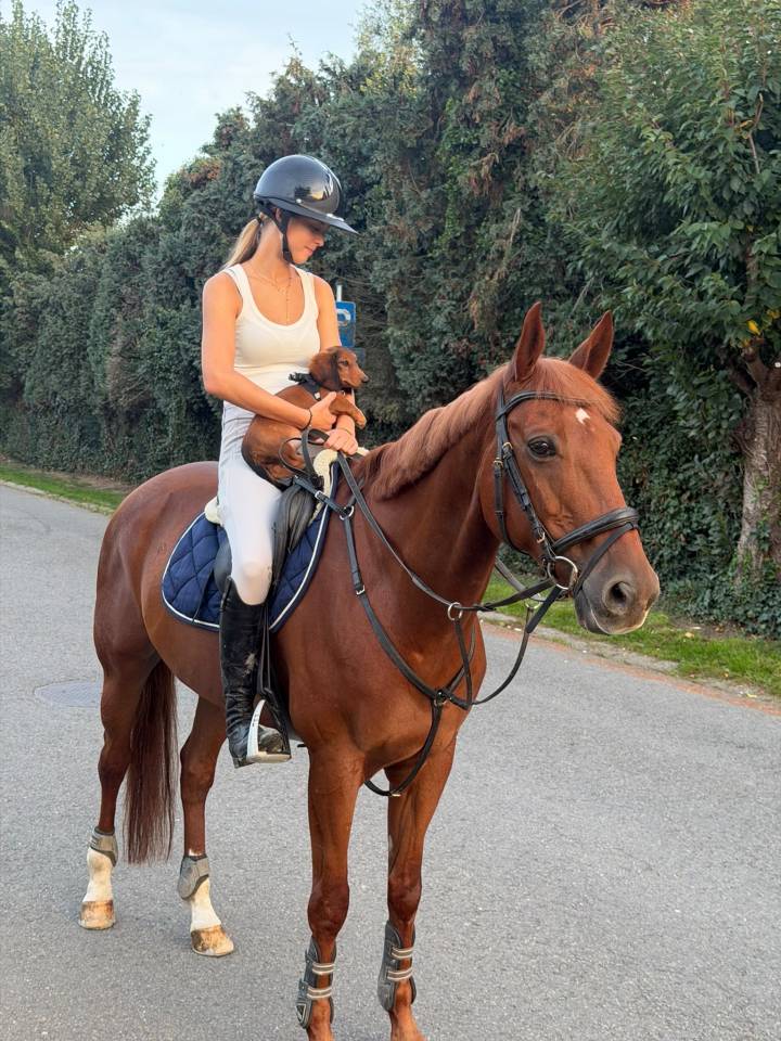 Dizi d&rsquo;harreville -> Hongre de 13 ans &agrave; vendre pour CSO