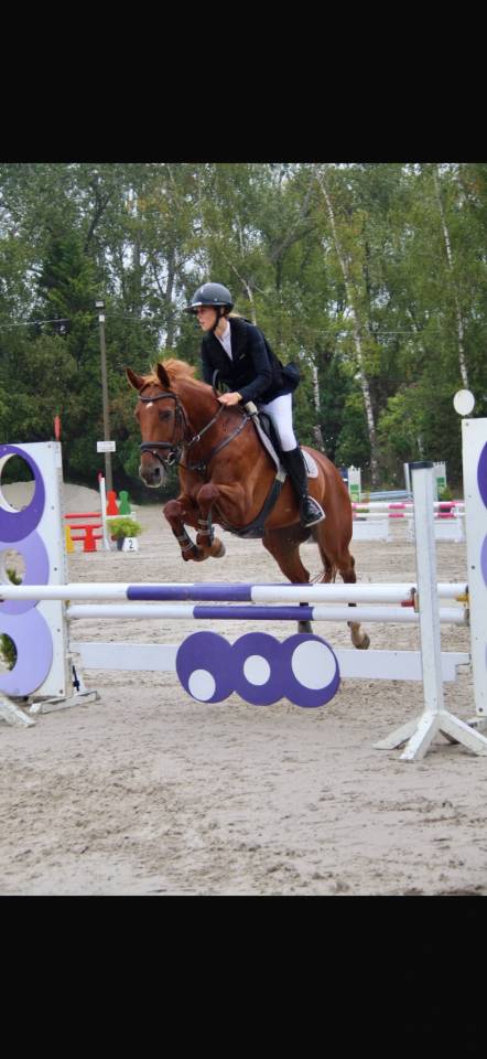 Dizi d&rsquo;harreville -> Hongre de 13 ans &agrave; vendre pour CSO