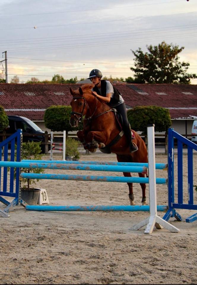 Dizi d&rsquo;harreville -> Hongre de 13 ans &agrave; vendre pour CSO