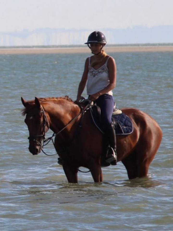 Dizi d&rsquo;harreville -> Hongre de 13 ans &agrave; vendre pour CSO