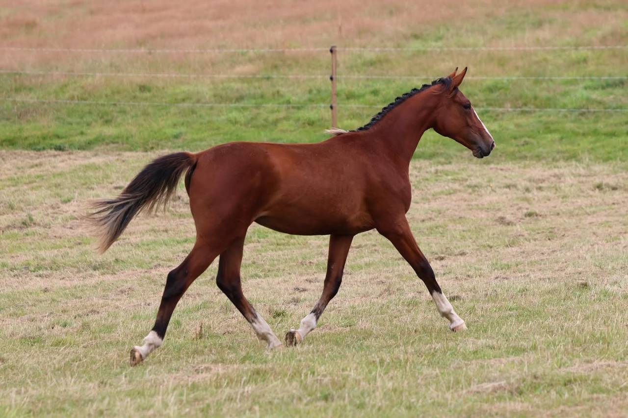 Pouliche de 2 ans par Darry Lou sur la souche de Jumpy 
