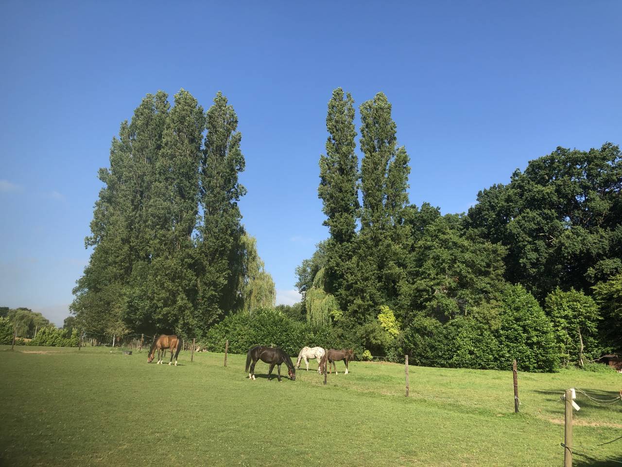 boxes chevaux se situant à 1853 Grimbergen 