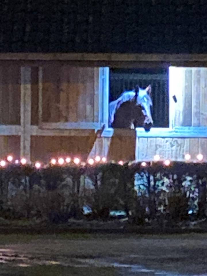 boxes chevaux se situant à 1853 Grimbergen 
