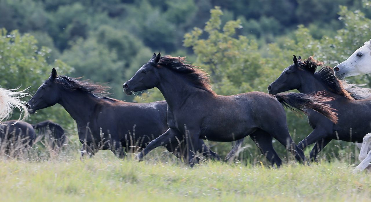 Pur Sang Arabe de vos rêves!