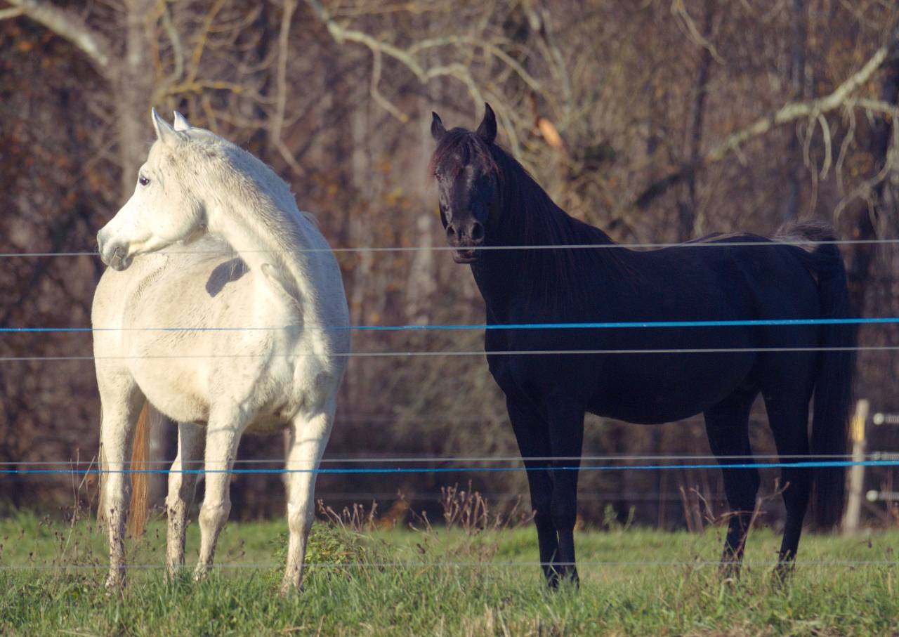 Pur Sang Arabe de vos rêves!