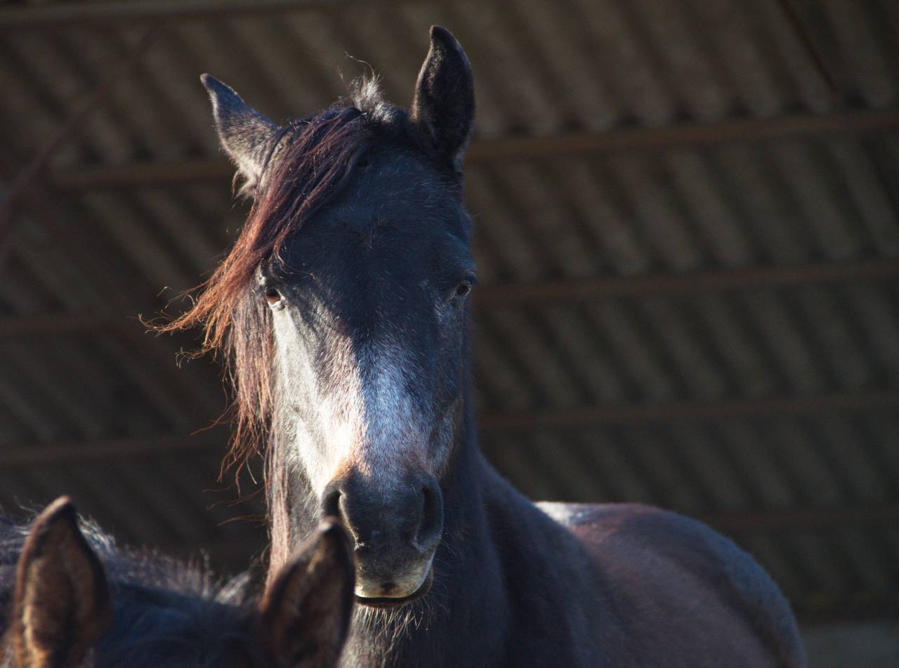 Pur Sang Arabe de vos rêves!