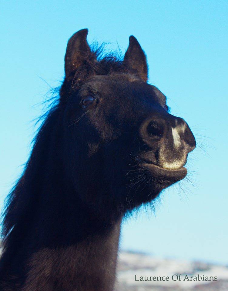 Pur Sang Arabe de vos rêves!