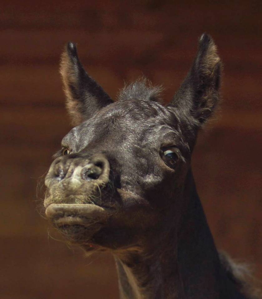 Pur Sang Arabe de vos rêves!