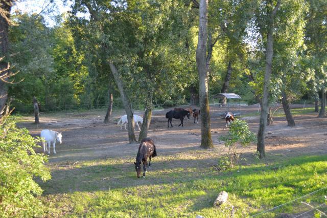 Séjour Equitation en Drôme Provençale