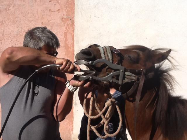 SOUCHAL BRUNO