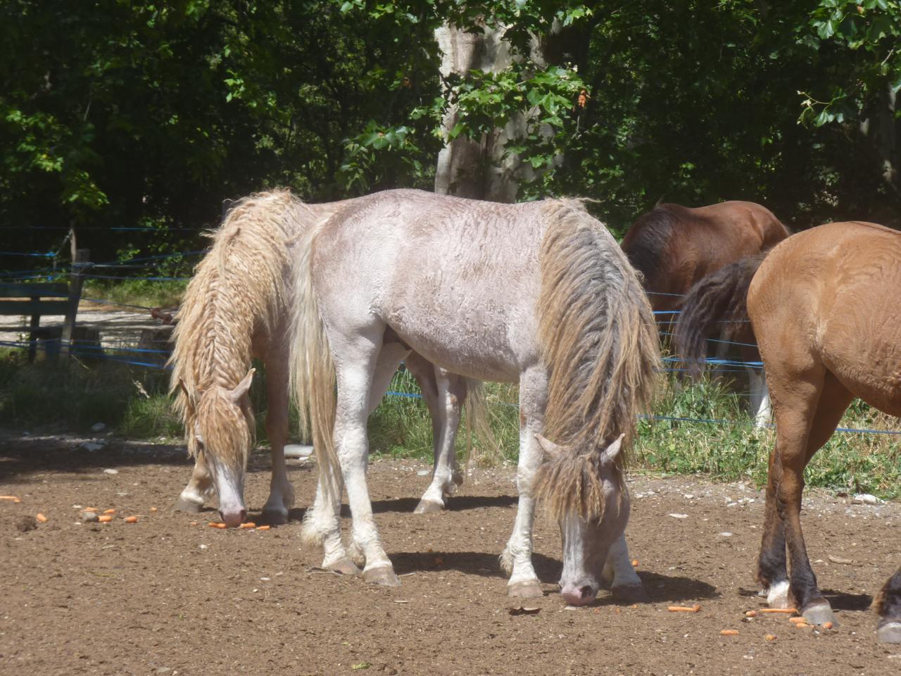 Magnifique Jeune Etalon CURLY micro-frisé (100% gaited)