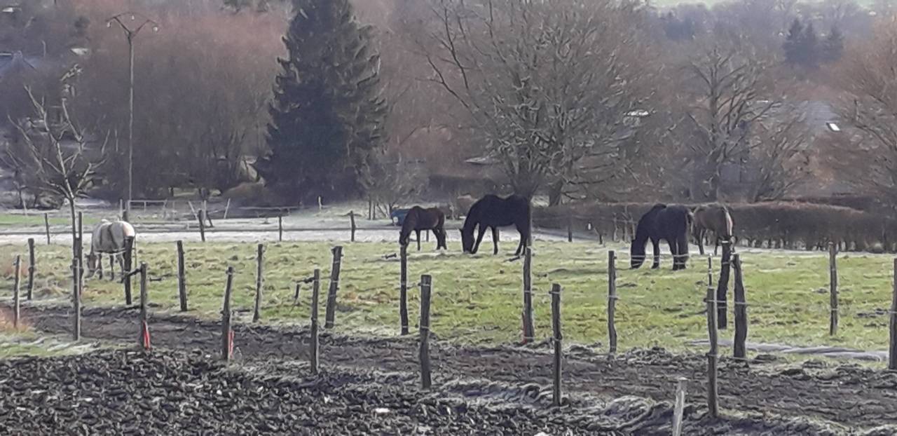Place pour un hongre dans une petite écurie 