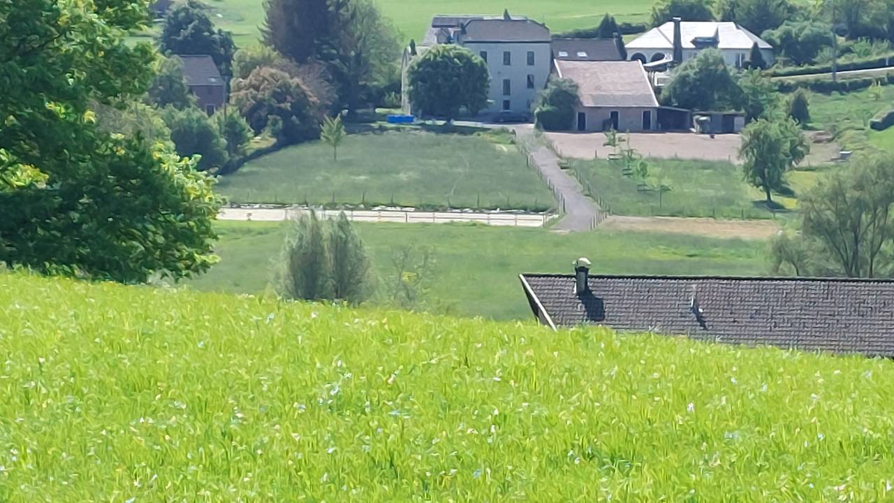Place pour un hongre dans une petite écurie 