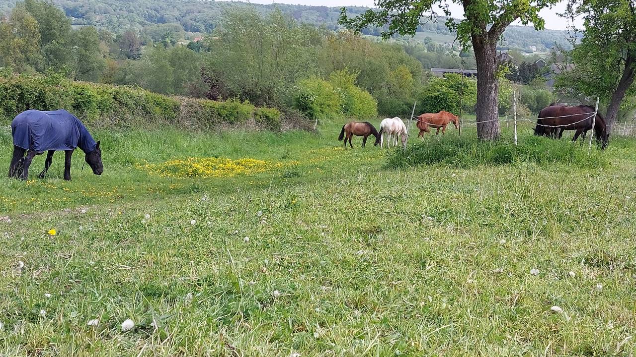 Place pour un hongre dans une petite écurie 