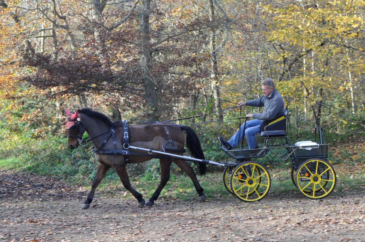 New Forest polyvalents Attelage -CSO