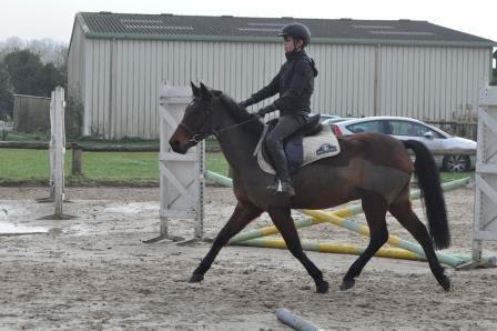 New Forest polyvalents Attelage -CSO