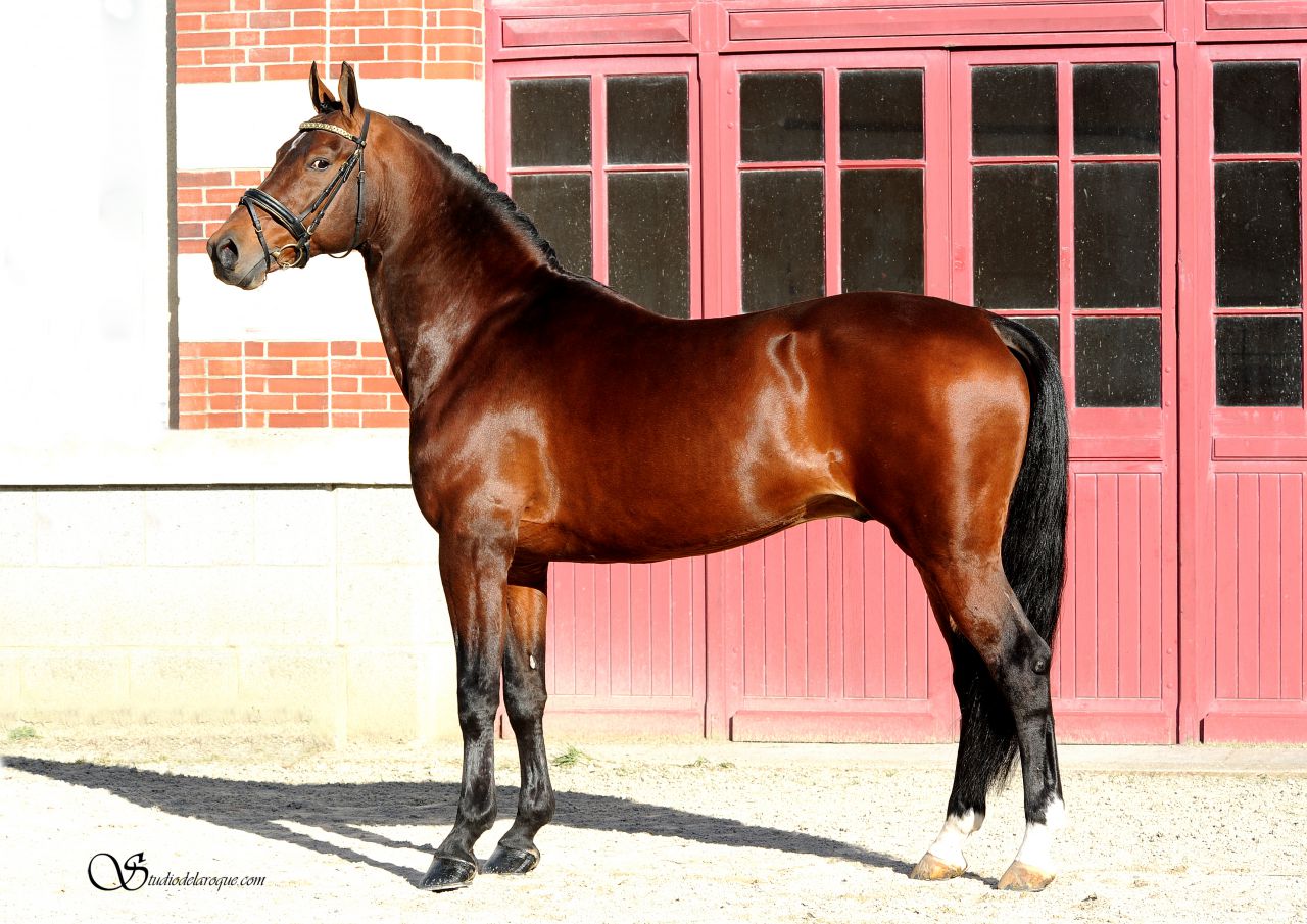 Saillies de ZZ TOP - ETALON DE SPORT 