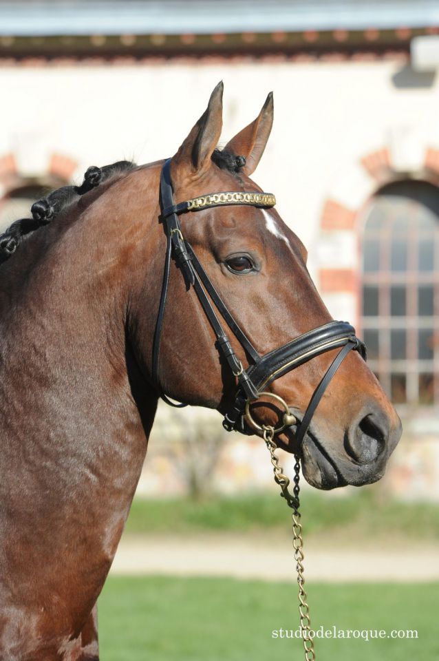 Saillies de ZZ TOP - ETALON DE SPORT 