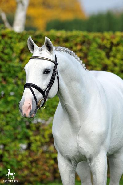 Colestus - 2006 - Gris - 1M70 - Westphalien