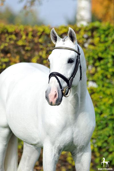 Colestus - 2006 - Gris - 1M70 - Westphalien