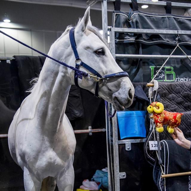 Colestus - 2006 - Gris - 1M70 - Westphalien