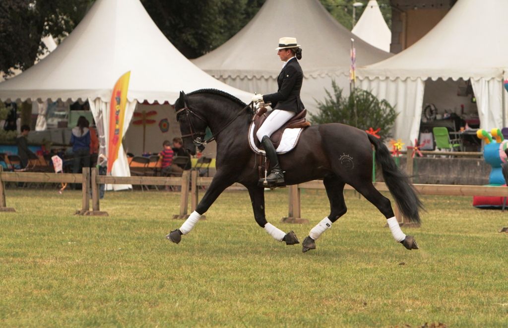 Saillie Ténorio de Verlin - Etalon Pure Race Espagnole 