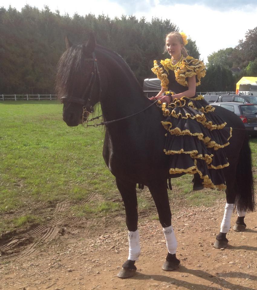 Saillie avec étalon arabo-frison - Dark Vredestichter 