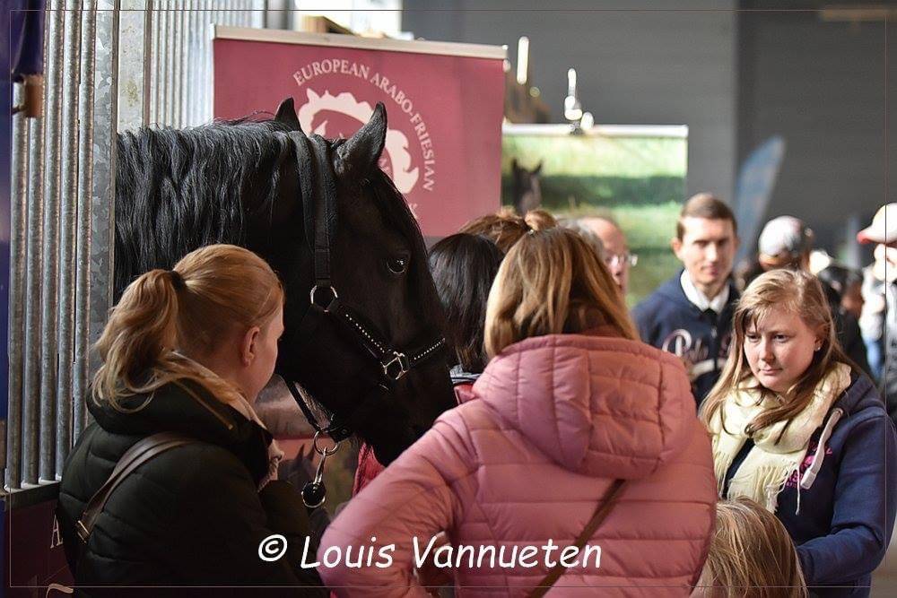 Saillie avec étalon arabo-frison - Dark Vredestichter 