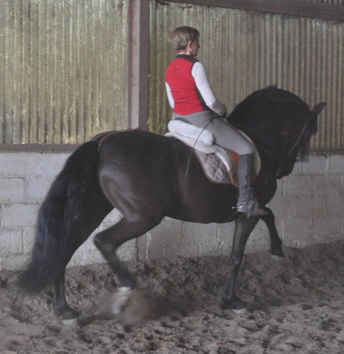 Cours particuliers de dressage classique 
