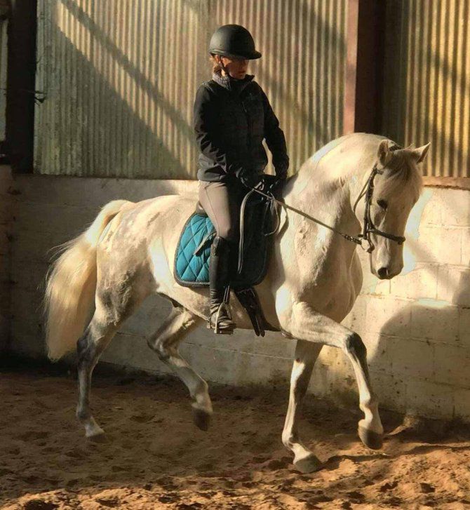 Cours particuliers de dressage classique 